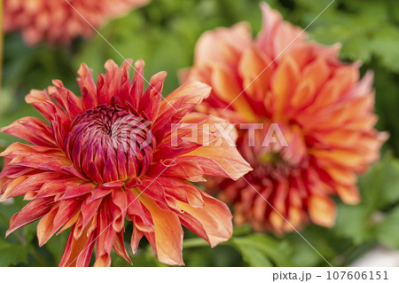 秋の風景　鮮やかに咲いたダリヤ　川西ダリヤ園　山形県川西町 107606151