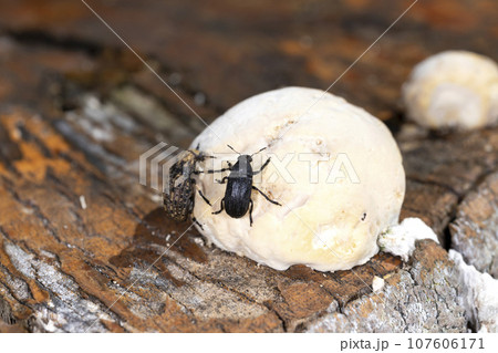 キノコヒゲナガゾウムシ 107606171