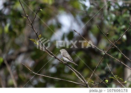 コサメビタキ 107606178