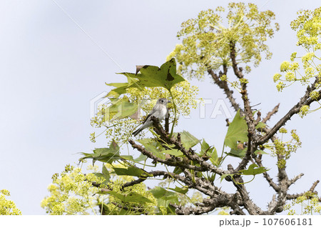 コサメビタキ 107606181