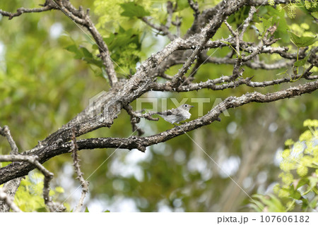 コサメビタキ 107606182