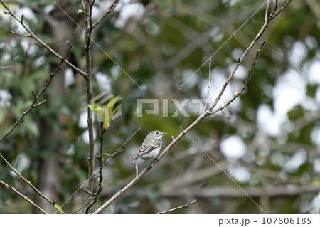 コサメビタキ 107606185