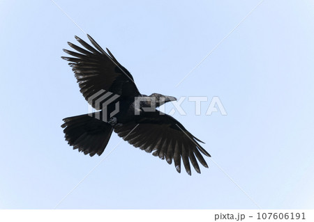 ハシブトガラス 107606191