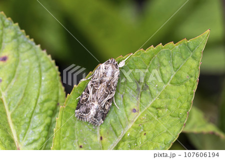 ハスモンヨトウ 107606194