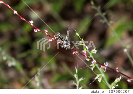 ミカドトックリバチ 107606207