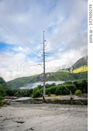 上高地の白樺 上高地の白樺 107606239