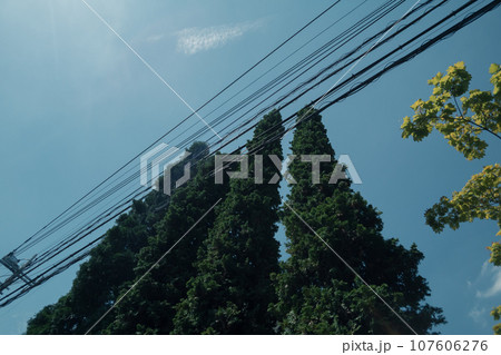 電線に接触する木 107606276