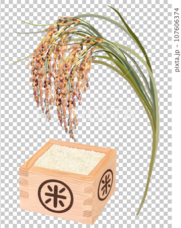 Ears of rice and masu rice 107606374