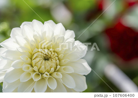秋の風景　鮮やかに咲いたダリヤ　川西ダリヤ園　山形県川西町 107606400