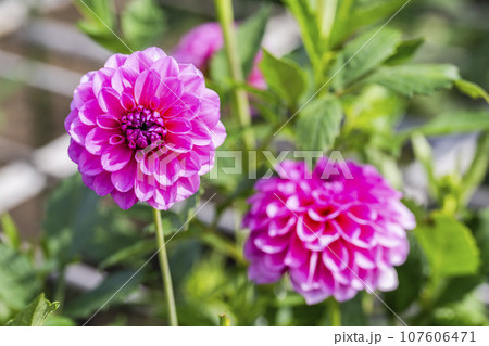 秋の風景 鮮やかに咲いたダリヤ 川西ダリヤ園 山形県川西町 秋の風景 鮮やかに咲いたダリヤ 川西ダリヤ園 山形県川西町 107606471