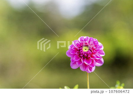 秋の風景 鮮やかに咲いたダリヤ 川西ダリヤ園 山形県川西町 秋の風景 鮮やかに咲いたダリヤ 川西ダリヤ園 山形県川西町 107606472