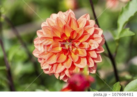 秋の風景 鮮やかに咲いたダリヤ 川西ダリヤ園 山形県川西町 秋の風景 鮮やかに咲いたダリヤ 川西ダリヤ園 山形県川西町 107606481