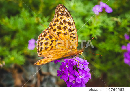 花にとまる蝶 ヒョウモンチョウ　高彩度コントラスト 107606634
