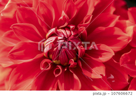 秋の風景 鮮やかに咲いたダリヤ 川西ダリヤ園 山形県川西町 秋の風景 鮮やかに咲いたダリヤ 川西ダリヤ園 山形県川西町 107606672