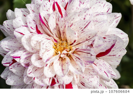 秋の風景 鮮やかに咲いたダリヤ 川西ダリヤ園 山形県川西町 秋の風景 鮮やかに咲いたダリヤ 川西ダリヤ園 山形県川西町 107606684