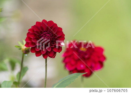 秋の風景 鮮やかに咲いたダリヤ 川西ダリヤ園 山形県川西町 秋の風景 鮮やかに咲いたダリヤ 川西ダリヤ園 山形県川西町 107606705