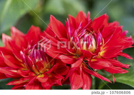 秋の風景　鮮やかに咲いたダリヤ　川西ダリヤ園　山形県川西町 107606806