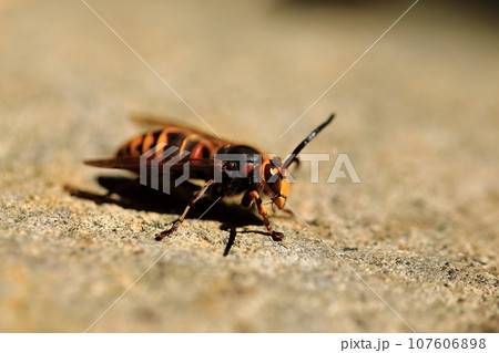 モンススズメバチ♂⑥ 107606898