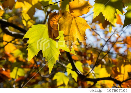 逆光で見る紅葉したプラタナス（モミジバスズカケノキ）の葉 107607103