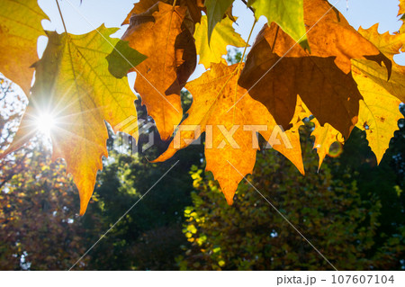 逆光で見る紅葉したプラタナス(モミジバスズカケノキ)の葉 逆光で見る紅葉したプラタナス(モミジバスズカケノキ)の葉 107607104