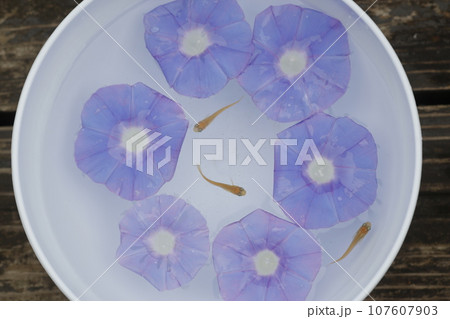 水に浮かぶ朝顔その間を泳ぐメダカ(楊貴妃) 水に浮かぶ朝顔その間を泳ぐメダカ(楊貴妃) 107607903