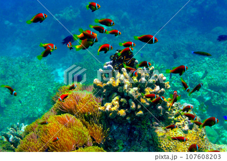 モルディブ・アンサナイフルのニモ(クマノミ)マンション モルディブ・アンサナイフルのニモ(クマノミ)マンション 107608203