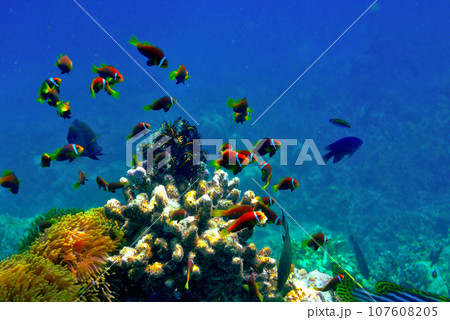 モルディブ・アンサナイフルのニモ(クマノミ)マンション モルディブ・アンサナイフルのニモ(クマノミ)マンション 107608205