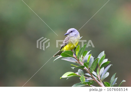 コスタリカの野鳥(オリーブタイランチョウ) コスタリカの野鳥(オリーブタイランチョウ) 107608514