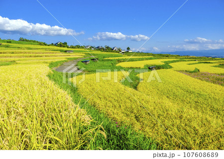 収穫時の棚田 収穫時の棚田 107608689