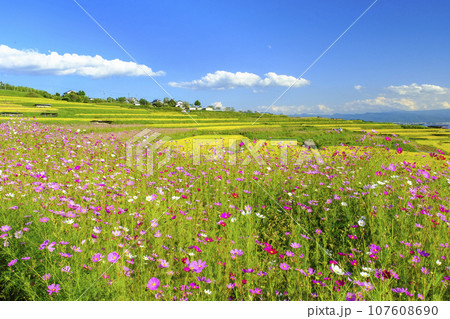 秋桜咲く棚田 107608690