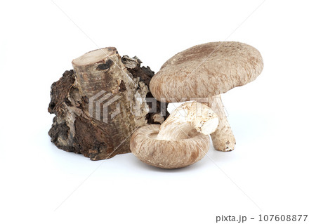 Fresh shiitake mushrooms near birch stump over white 107608877