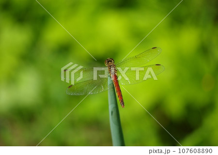 晩秋の家庭菜園の長ネギの先端にとまる赤とんぼ 107608890