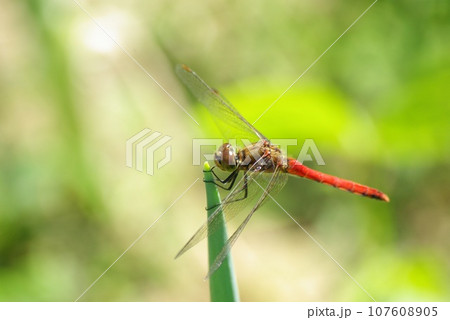 晩秋の家庭菜園の長ネギの先端にとまる赤とんぼ 107608905