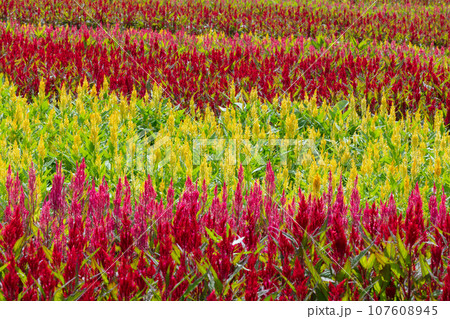 ケイトウの花 107608945