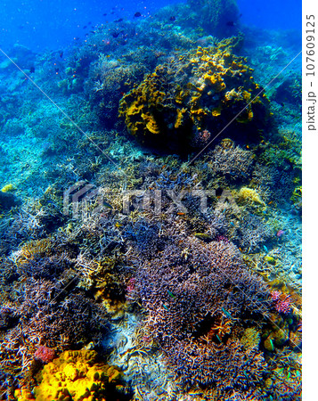 沖縄・慶良間諸島・座間味・夏の安慶名敷島シュノーケリング 107609125