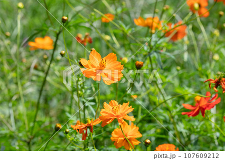 キバナコスモスの花 キバナコスモスの花 107609212