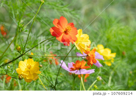 コスモスの花 107609214