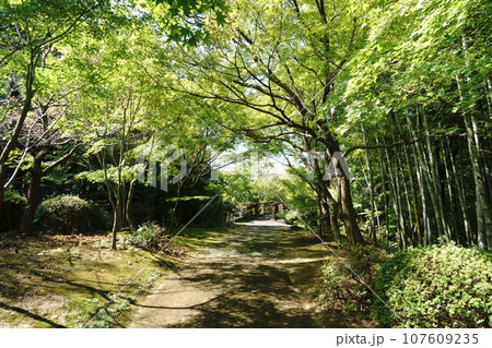 緑のトンネルの向こうはもみじ橋 緑のトンネルの向こうはもみじ橋 107609235
