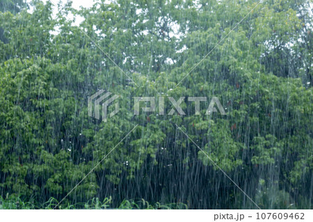 緑の木々を背景に降る雨 ゲリラ豪雨 107609462
