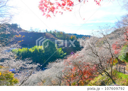 四季桜と紅葉が綺麗な 川見四季桜の里 四季桜と紅葉が綺麗な 川見四季桜の里 107609792