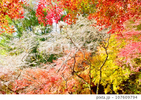 紅葉とシキザクラが綺麗な 川見四季桜の里 紅葉とシキザクラが綺麗な 川見四季桜の里 107609794