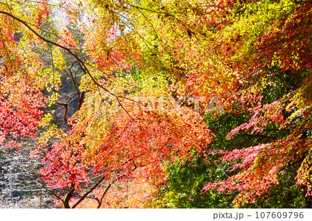 紅葉とシキザクラが綺麗な　川見四季桜の里 107609796