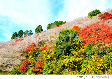 四季桜と紅葉が綺麗な 川見四季桜の里 四季桜と紅葉が綺麗な 川見四季桜の里 107609801