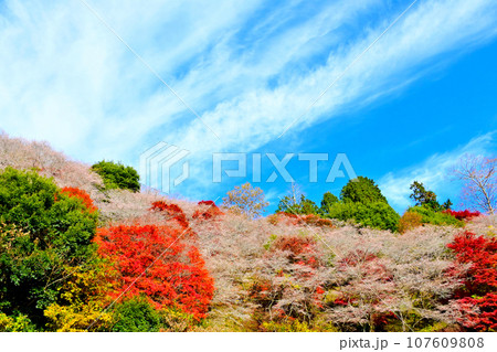 四季桜と紅葉が綺麗な　川見四季桜の里 107609808