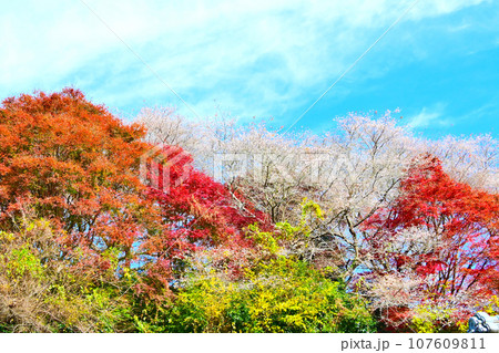 四季桜と紅葉が美しい 川見四季桜の里 四季桜と紅葉が美しい 川見四季桜の里 107609811