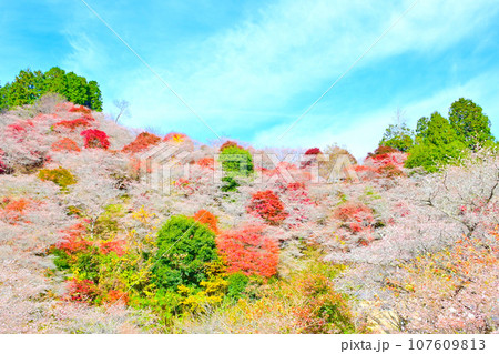 四季桜と紅葉が美しい 川見四季桜の里 四季桜と紅葉が美しい 川見四季桜の里 107609813