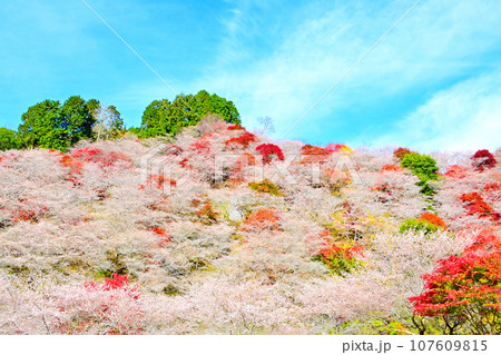 四季桜と紅葉が美しい　川見四季桜の里 107609815