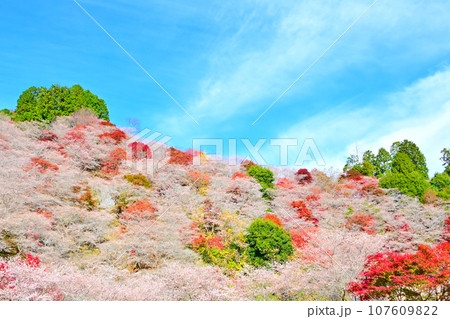 四季桜と紅葉が綺麗な 川見四季桜の里 四季桜と紅葉が綺麗な 川見四季桜の里 107609822