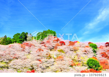 四季桜と紅葉が綺麗な　川見四季桜の里 107609823