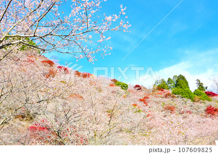 斜面一面に咲き誇るシキザクラと紅葉 斜面一面に咲き誇るシキザクラと紅葉 107609825
